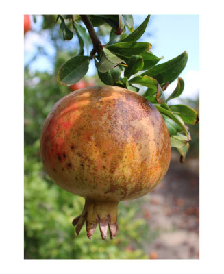 GRANADO MOLLAR DE ELCHE