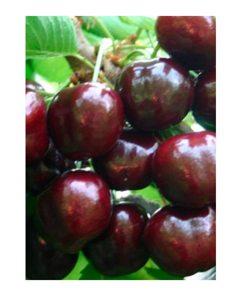 CEREZO PICOTA 6/8