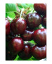 CEREZO PICOTA 6/8