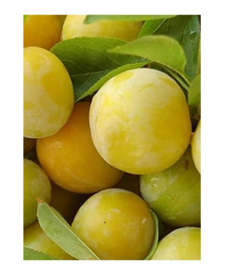 CIRUELO GOLDEN JAPAN 18/20