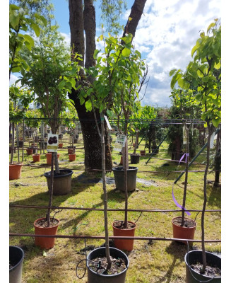 PERAL BLANQUILLA DE ARANJUEZ