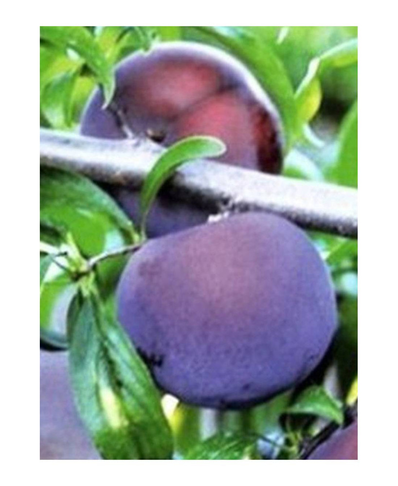 CIRUELO BLACK AMBER