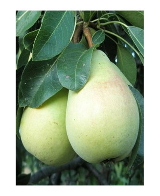 PERAL BLANQUILLA DE ARANJUEZ