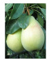 PERAL BLANQUILLA DE ARANJUEZ