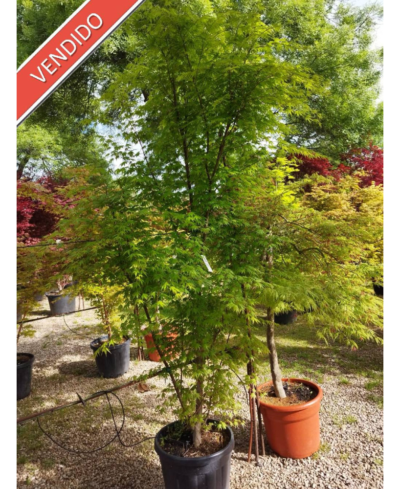ACER PALMATUM VERDE 025