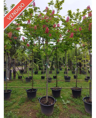 AESCULUS CARNEA BRIOTII 002