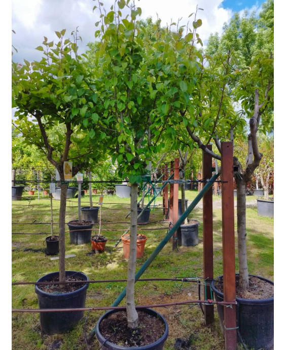 PERAL BLANQUILLA DE ARANJUEZ