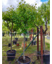 PERAL BLANQUILLA DE ARANJUEZ