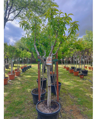 MELOCOTONERO PRUNUS PERSICA ROYAL GLORY