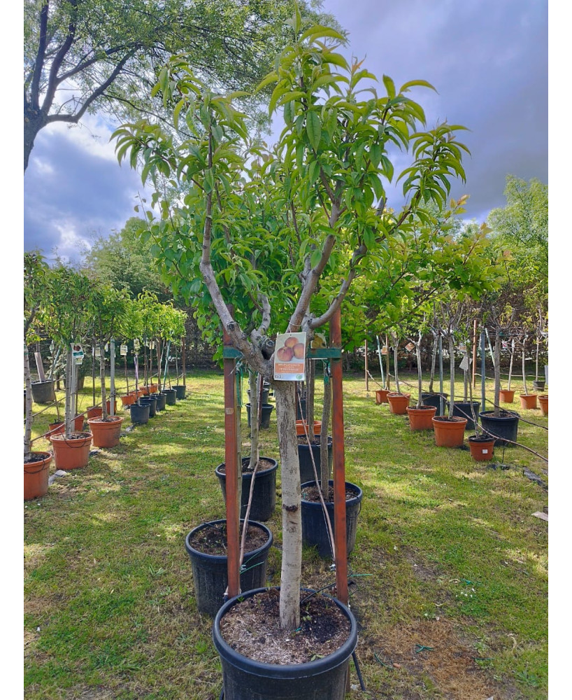MELOCOTONERO PRUNUS PERSICA ROYAL GLORY