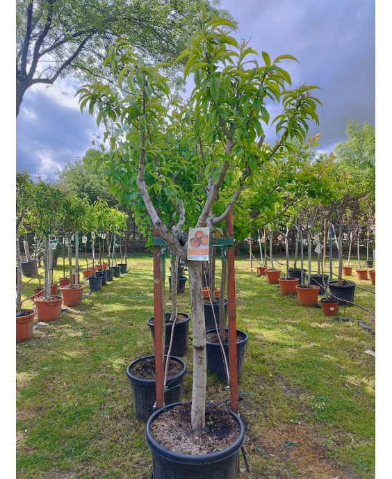 MELOCOTONERO PRUNUS PERSICA ROYAL GLORY