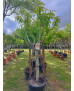 MELOCOTONERO PRUNUS PERSICA ROYAL GLORY