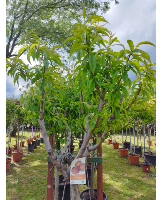 MELOCOTONERO PRUNUS PERSICA ROYAL GLORY