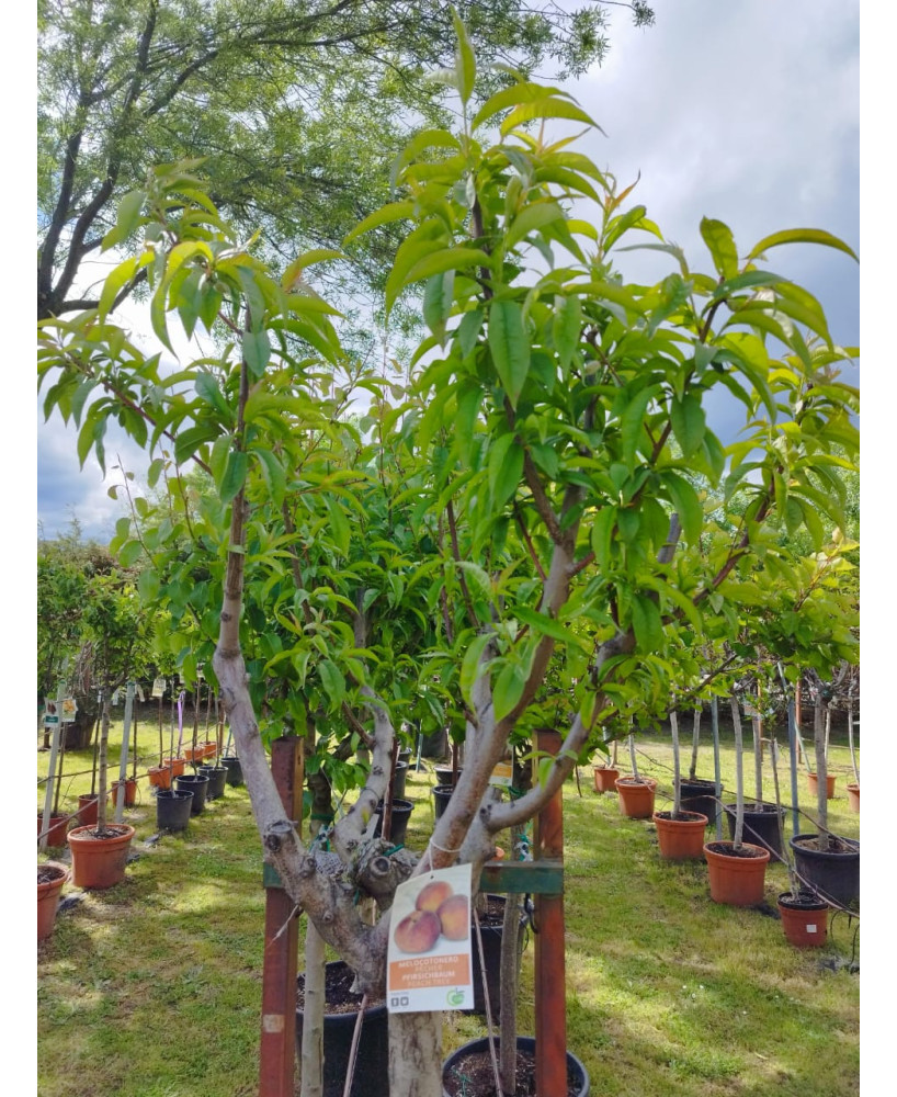 MELOCOTONERO PRUNUS PERSICA ROYAL GLORY