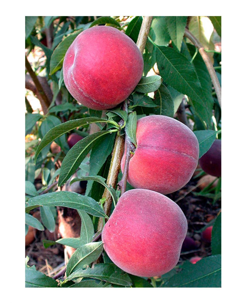 MELOCOTONERO PRUNUS PERSICA ROYAL GLORY