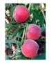 MELOCOTONERO PRUNUS PERSICA ROYAL GLORY