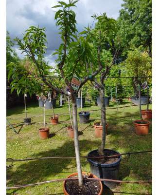 MELOCOTONERO ALEJANDRO DUMAS