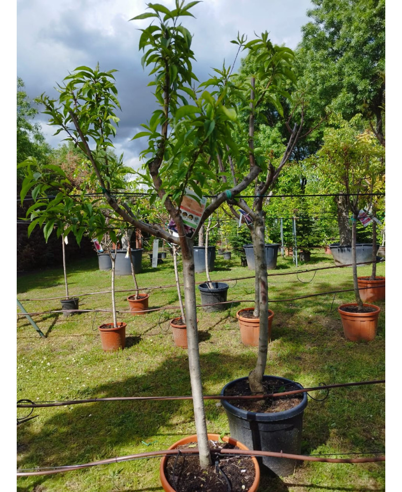 MELOCOTONERO ALEJANDRO DUMAS