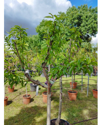 MELOCOTONERO ALEJANDRO DUMAS