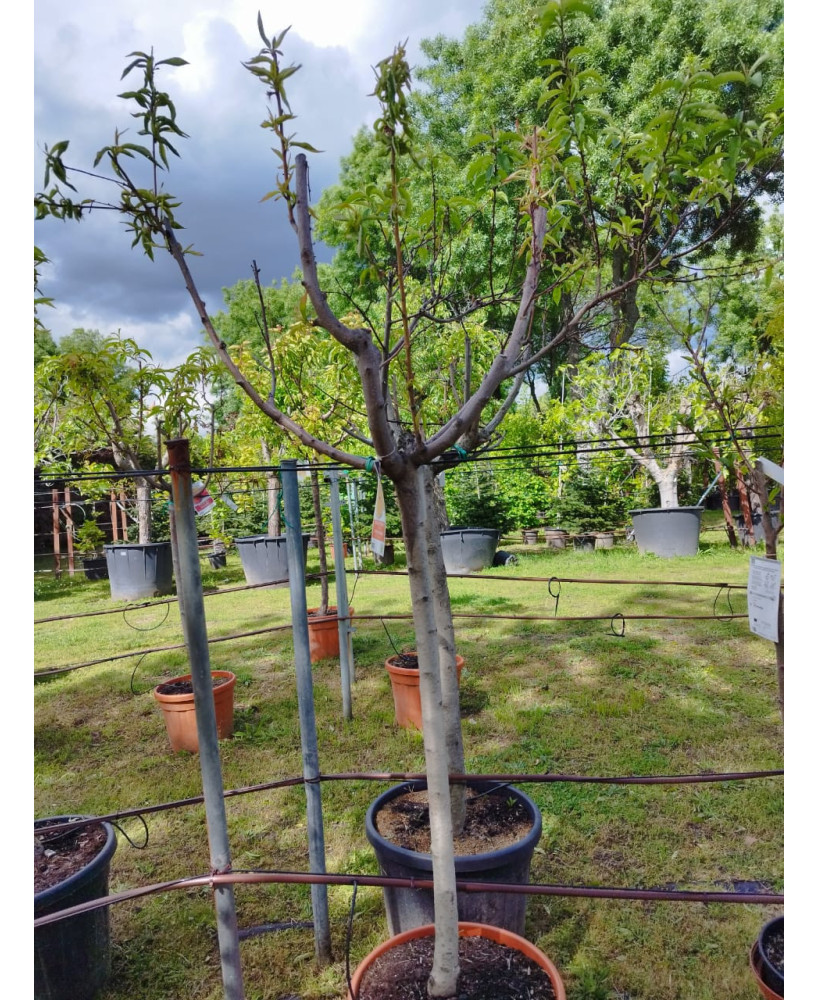 MELOCOTONERO CALANDA