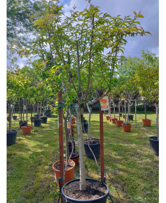 MELOCOTONERO PRUNUS PERSICA FEDERICA 18/20