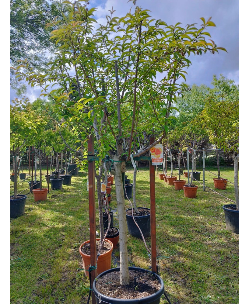 MELOCOTONERO PRUNUS PERSICA FEDERICA 18/20