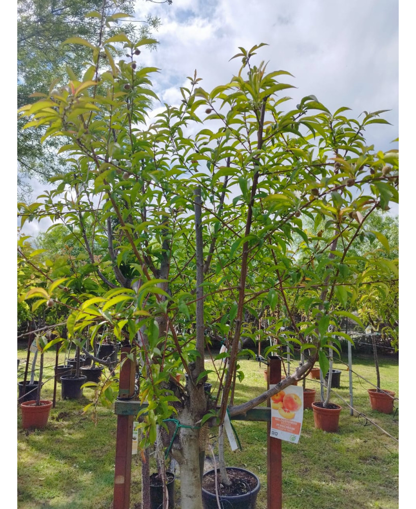 MELOCOTONERO PRUNUS PERSICA FEDERICA 18/20