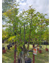 MELOCOTONERO PRUNUS PERSICA FEDERICA 18/20