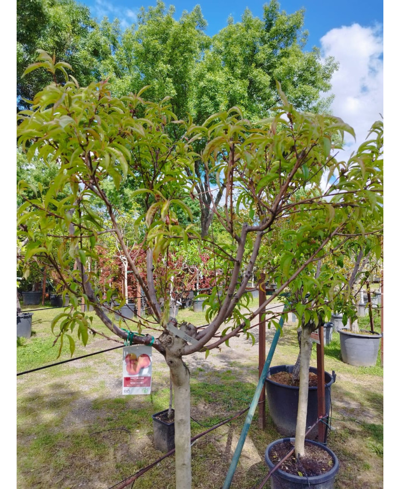 NECTARINA FANTASIA