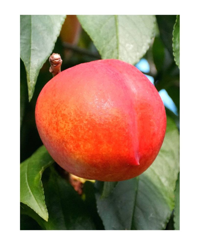 NECTARINA FANTASIA