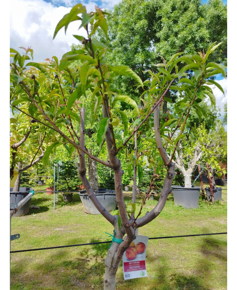 NECTARINA FANTASIA