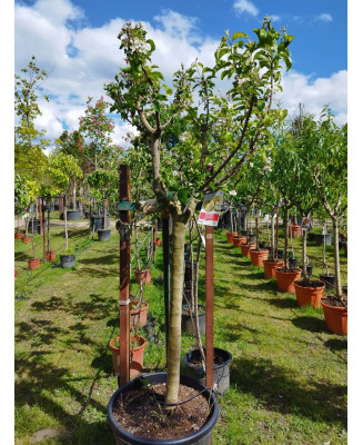 MANZANO GOLDEN DELICIOUS