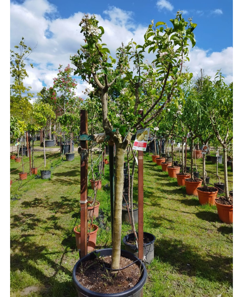 MANZANO GOLDEN DELICIOUS