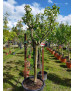 MANZANO GOLDEN DELICIOUS