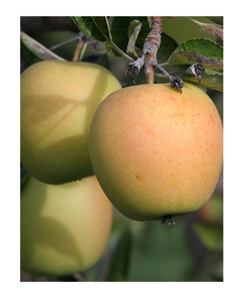 MANZANO GOLDEN DELICIOUS