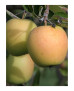 MANZANO GOLDEN DELICIOUS