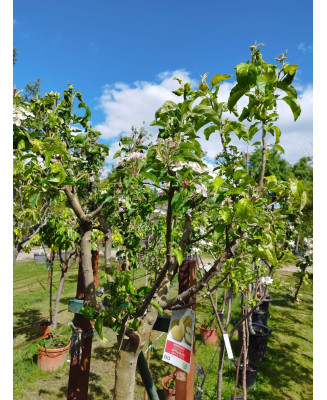 MANZANO GOLDEN DELICIOUS