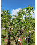 MANZANO GOLDEN DELICIOUS