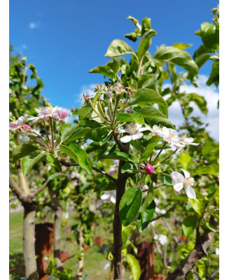 MANZANO GOLDEN DELICIOUS