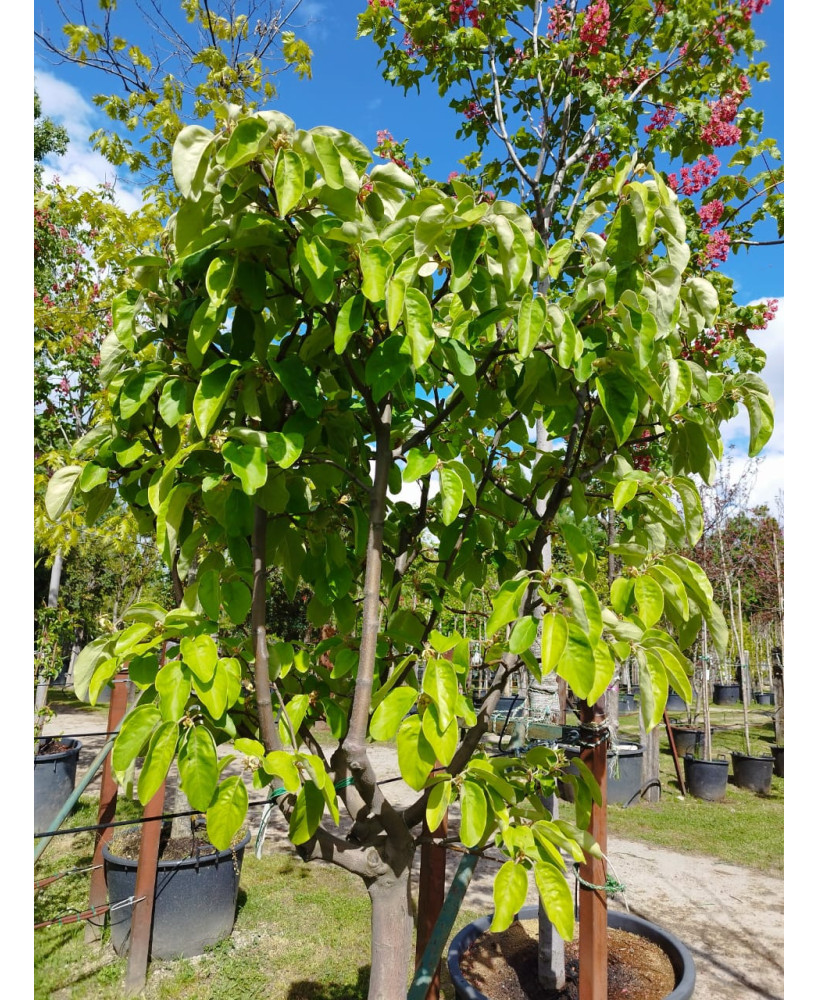 MEMBRILLO GIGANTE DE WRANJA