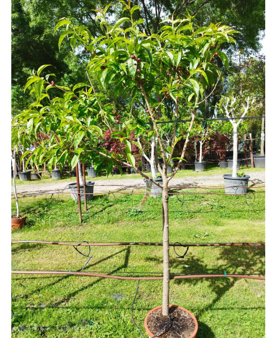 NECTARINA ARMKING
