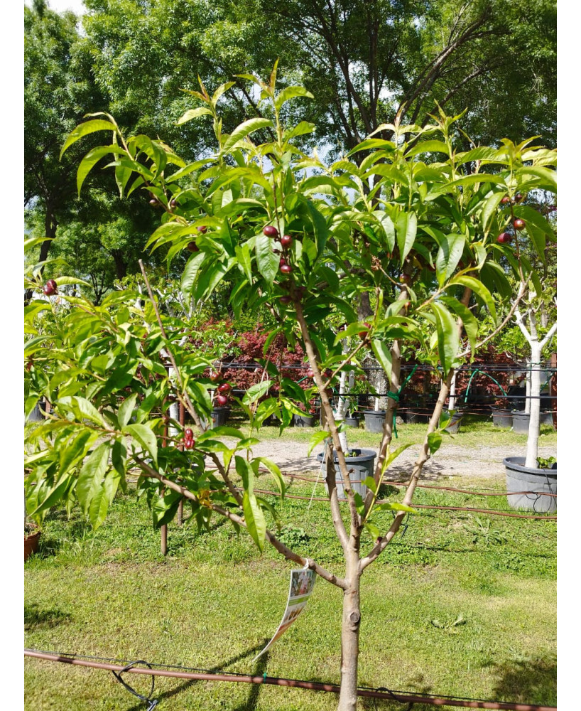 NECTARINA ARMKING