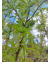 ALMENDRO