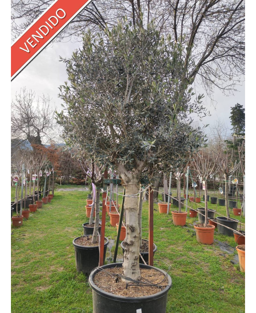 OLIVO 046