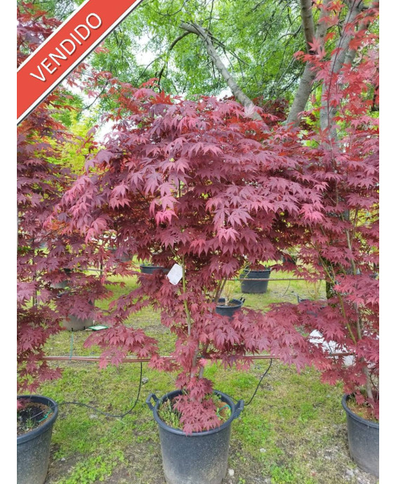 ACER PALMATUM ATROPURPUREUM 071