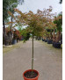 ACER PALMATUM SHIRAZZ