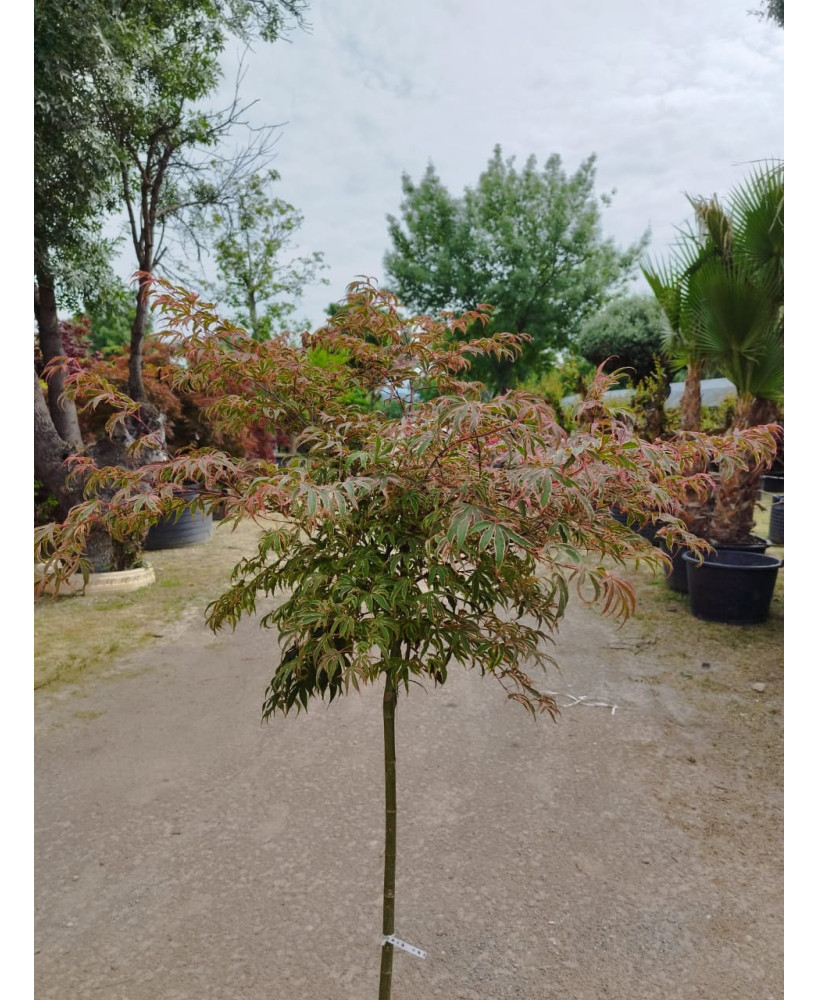 ACER PALMATUM SHIRAZZ