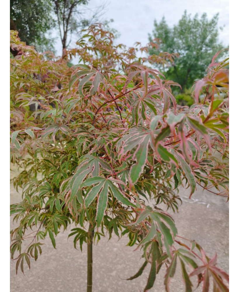 ACER PALMATUM SHIRAZZ