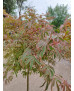 ACER PALMATUM SHIRAZZ