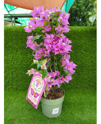 BOUGANVILLEA SANDERIANA M-17